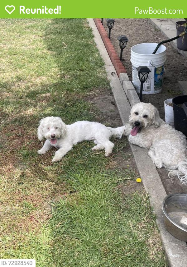 Reunited Male Dog last seen Near Delta Ave, Long Beach, CA 90810, USA, Long Beach, CA 90810