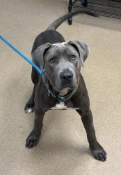Shelter Stray Male Dog last seen Near Glenwood Ave SE, 30316, GA, Atlanta, GA 30341