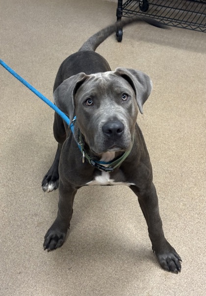 Shelter Stray Male Dog last seen Near Glenwood Ave SE, 30316, GA, Atlanta, GA 30341