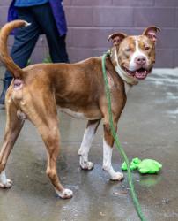 Shelter Stray Male Dog last seen Near N Hairston Rd, 30083, GA, Atlanta, GA 30341