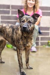 Shelter Stray Female Dog last seen Near Presidents Walk Tucker, 30084, 30084, GA, Atlanta, GA 30341