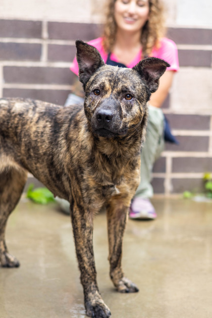 Shelter Stray Female Dog last seen Near Presidents Walk Tucker, 30084, 30084, GA, Atlanta, GA 30341