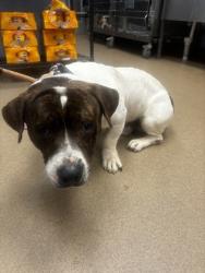 Shelter Stray Male Dog last seen Near Ponderosa Cir, Decatur, GA 30033, 30033, GA, Atlanta, GA 30341