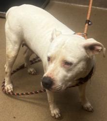 Shelter Stray Female Dog last seen Near Ponderosa Cir, Decatur, GA 30033, 30033, GA, Atlanta, GA 30341