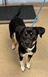 Shelter Stray Female Dog last seen Near Cherokee Ave SE, Atlanta, GA 30315, Other - Out of County, GA, Atlanta, GA 30341