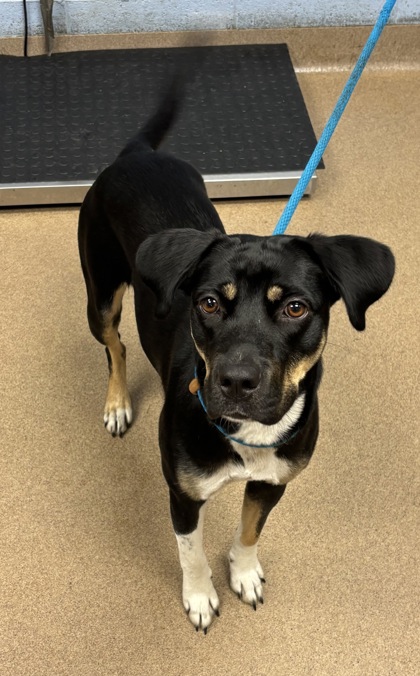 Shelter Stray Female Dog last seen Near Cherokee Ave SE, Atlanta, GA 30315, Other - Out of County, GA, Atlanta, GA 30341