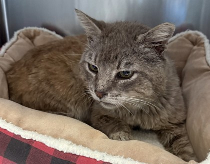 Shelter Stray Male Cat last seen Oakland, CA 94601, Oakland, CA 94601