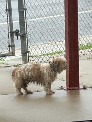 Found/Stray Unknown Dog last seen Near and Los Ebanos, Mission, TX 75872