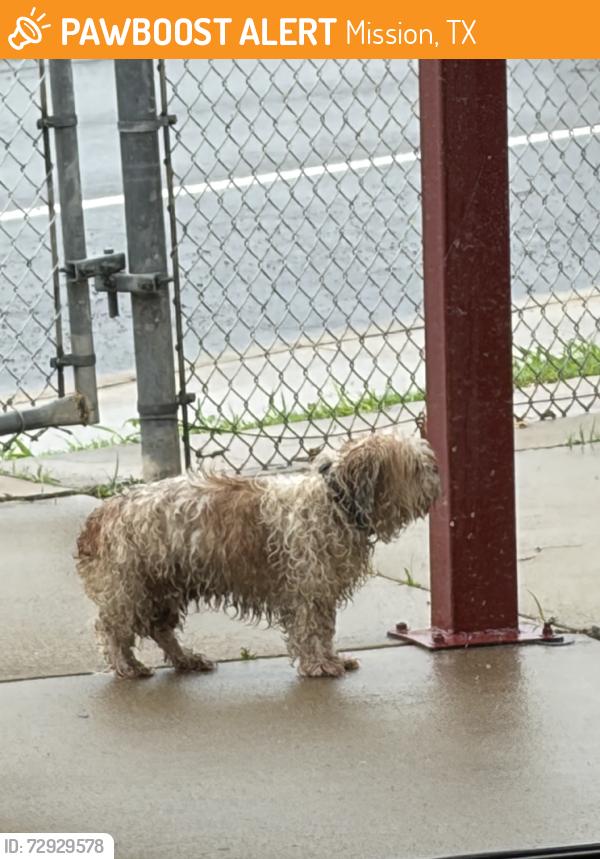 Found/Stray Unknown Dog last seen Near and Los Ebanos, Mission, TX 75872