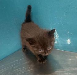 Shelter Stray Female Cat last seen College Station, TX 77845, Bryan, TX 77807