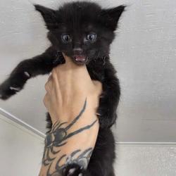 Shelter Stray Male Cat last seen College Station, TX 77845, Bryan, TX 77807