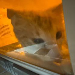 Shelter Stray Female Cat last seen College Station, TX 77840, Bryan, TX 77807