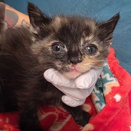 Shelter Stray Female Cat last seen Atlas Pear Dr | Harvey Mitchell, City of College Station, TX, 5359 Leonard Rd, Bryan, TX 77807, USA