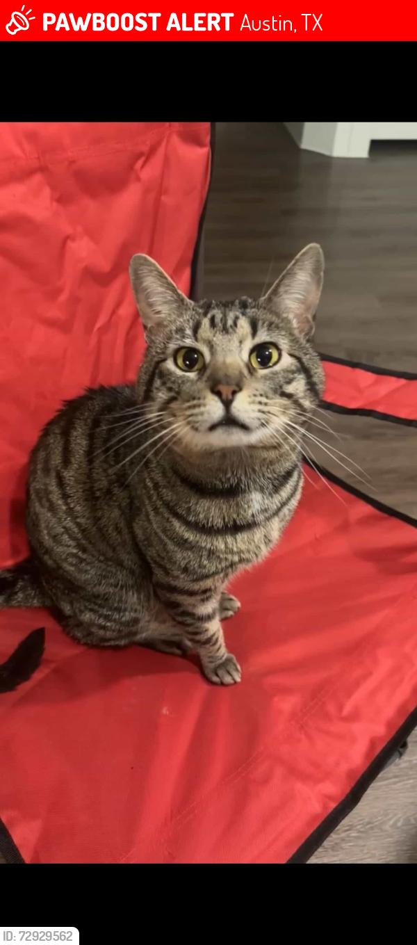 Lost Male Cat last seen Whitebead Trail/ Running Deer/ Crazy Horse, Austin, TX 78734