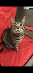 Lost Male Cat last seen Whitebead Trail/ Running Deer/ Crazy Horse, Austin, TX 78734
