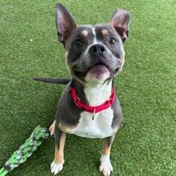 Shelter Stray Male Dog last seen Dallas, NC 28034, Gastonia, NC 28052