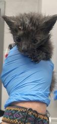 Shelter Stray Male Cat last seen Gastonia, NC 28052, Gastonia, NC 28052