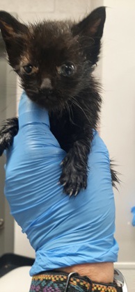 Shelter Stray Male Cat last seen Gastonia, NC 28052, Gastonia, NC 28052