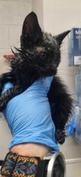 Shelter Stray Male Cat last seen Gastonia, NC 28052, Gastonia, NC 28052