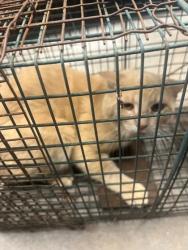 Shelter Stray Unknown Cat last seen Cleburne, TX , Cleburne, TX 76033
