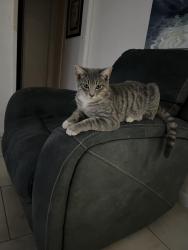Lost Male Cat last seen Mill st , San Bernardino, CA 92410