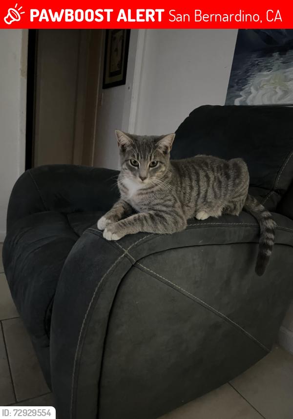 Lost Male Cat last seen Mill st , San Bernardino, CA 92410