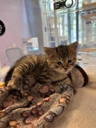 Shelter Stray Female Cat last seen Near Edgemere Blvd, CITY of El Paso, TX, Fort Bliss, TX 79906