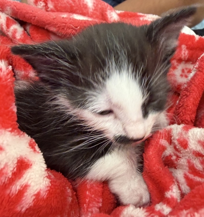 Shelter Stray Male Cat last seen El Paso, TX 79925, Fort Bliss, TX 79906