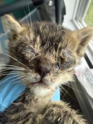 Shelter Stray Female Cat last seen Craven County, NC 28560, New Bern, NC 28562