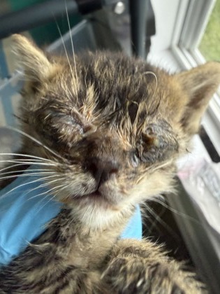 Shelter Stray Female Cat last seen Craven County, NC 28560, New Bern, NC 28562