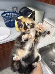 Shelter Stray Female Cat last seen Cove City, NC 28523, New Bern, NC 28562