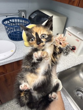 Shelter Stray Female Cat last seen Cove City, NC 28523, New Bern, NC 28562