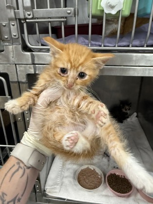 Shelter Stray Male Cat last seen Cove City, NC 28523, New Bern, NC 28562