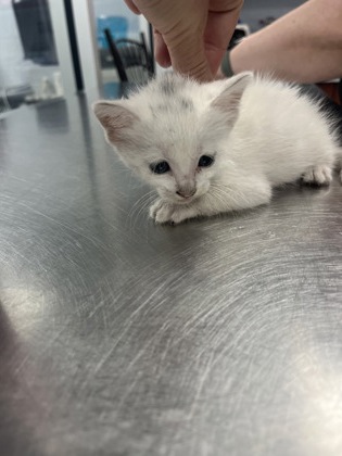Shelter Stray Male Cat last seen New Bern, NC 28562, New Bern, NC 28562