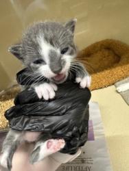 Shelter Stray Male Cat last seen Converse, TX 78109, Converse, TX 78109