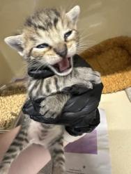 Shelter Stray Male Cat last seen Converse, TX 78109, Converse, TX 78109