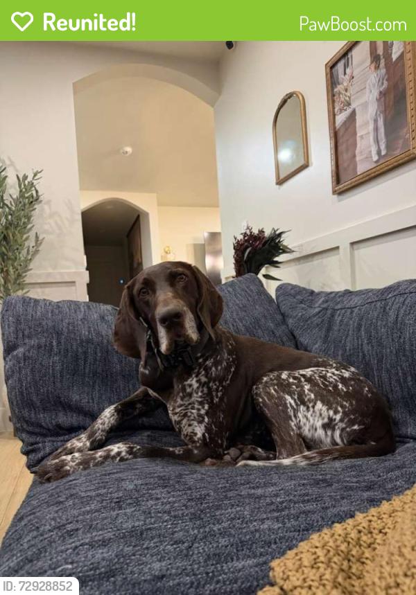 Reunited Male Dog last seen Near ave sw 128 st, Miami, FL 33176