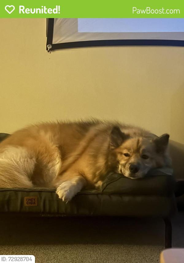 Reunited Female Dog last seen In Watkinsdale Ave neighborhood, Raleigh, NC 27613