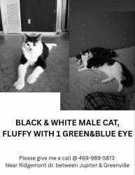 Lost Male Cat last seen Ridgemont Dr and Hawthorne Dr , Allen, TX 75002