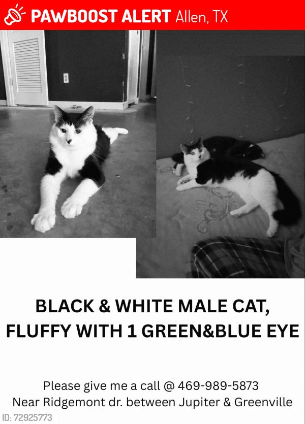 Lost Male Cat last seen Ridgemont Dr and Hawthorne Dr , Allen, TX 75002