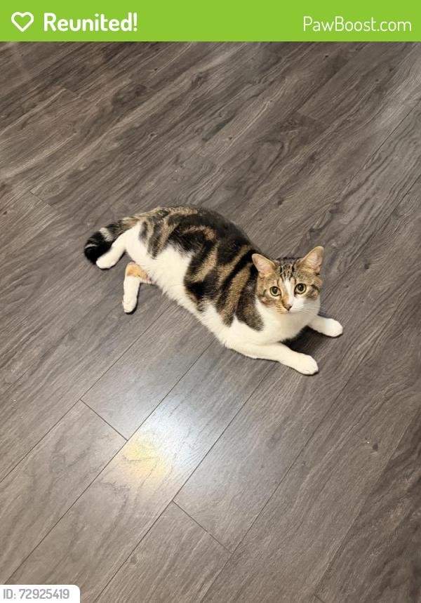 Reunited Male Cat last seen Canoga, Los Angeles, CA 91303