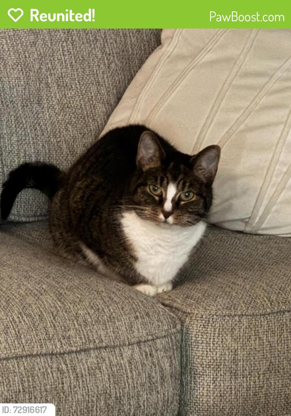 Reunited Female Cat last seen E 96th & Fall Creek, Indianapolis, IN 46256