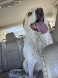 Reunited Female Dog last seen Gilardi Rd, Newcastle, CA, USA, Newcastle, CA 95658