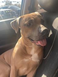 Reunited Male Dog last seen Hooper st, Dallas, TX 75215