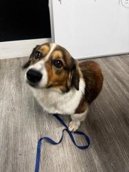 Found/Stray Male Dog last seen Cutler bay , Cutler Bay, FL 33157