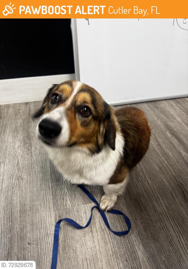 Found/Stray Male Dog last seen Cutler bay , Cutler Bay, FL 33157