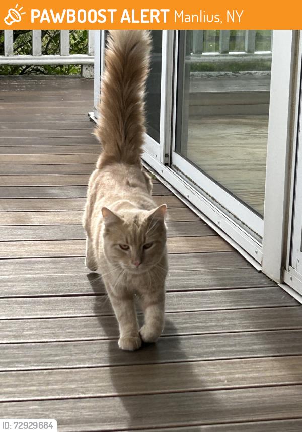 Found/Stray Male Cat last seen Route 20 and Windy Hill lane, Manlius, NY 13104
