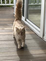 Found/Stray Male Cat last seen Route 20 and Windy Hill lane, Manlius, NY 13104