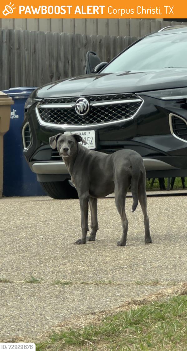Found/Stray Unknown Dog last seen Oso Parkway, Corpus Christi, TX 78414