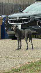 Found/Stray Unknown Dog last seen Oso Parkway, Corpus Christi, TX 78414